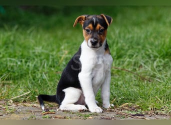 Jack Russell Terrier Welpen in Tricolor und Merl abzugeben!