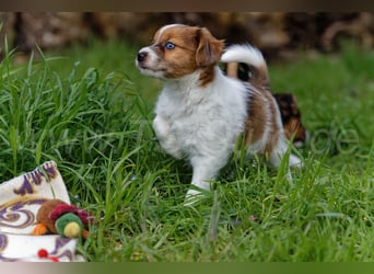 Jack Russell Terrier Welpen in Tricolor und Merl abzugeben!