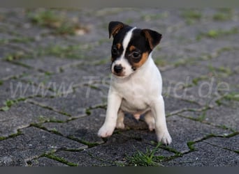 Jack Russell Terrier Welpen (Rüden) abzugeben!