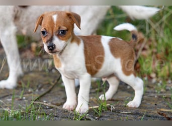 Jack Russell Terrier Welpen (Rüden) abzugeben!