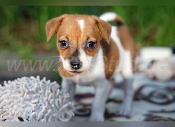 Jack Russell Terrier Welpen (Rüden) abzugeben!