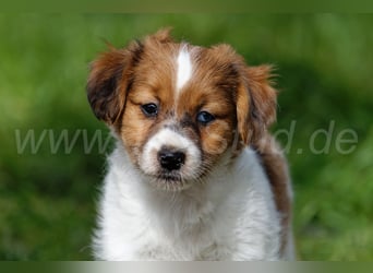 Jack Russell Terrier Welpen in Tricolor und Merl abzugeben!
