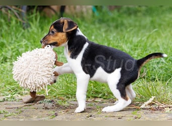 Jack Russell Terrier Welpen in Tricolor und Merl abzugeben!
