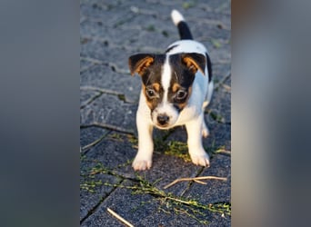 Jack Russell Terrier Welpen (Rüden) abzugeben!
