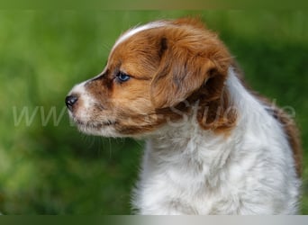 Jack Russell Terrier Welpen in Tricolor und Merl abzugeben!