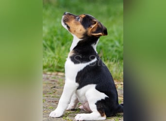 Jack Russell Terrier Welpen in Tricolor und Merl abzugeben!