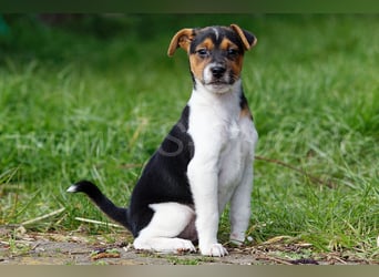 Jack Russell Terrier Welpen in Tricolor und Merl abzugeben!