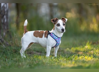 Lustige CASSIE sucht eine nette Familie!