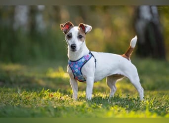 Lustige CASSIE sucht eine nette Familie!