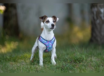 Lustige CASSIE sucht eine nette Familie!