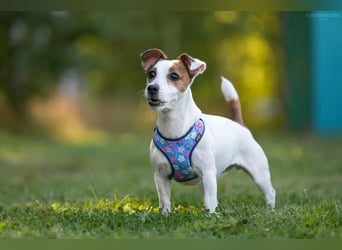 Lustige CASSIE sucht eine nette Familie!