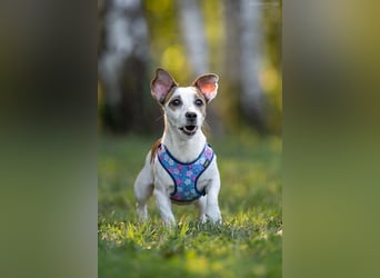 Lustige CASSIE sucht eine nette Familie!