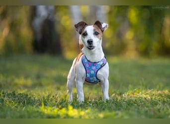 Lustige CASSIE sucht eine nette Familie!