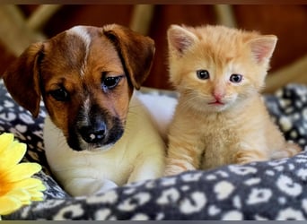 Jack Russell Terrier