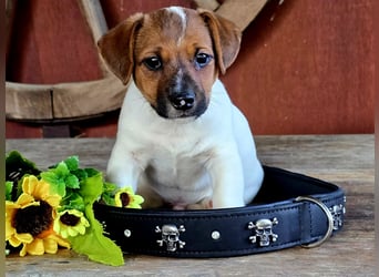 Jack Russell Terrier