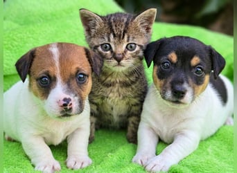 Jack Russell Terrier