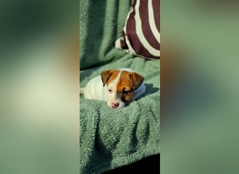 Jack Russell Terrier