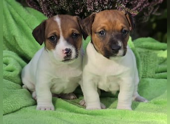 Jack Russell Terrier
