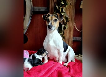 Jack Russell Terrier