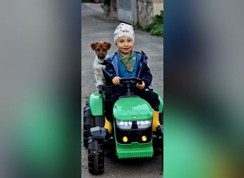 Jack Russell Terrier