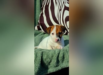 Jack Russell Terrier