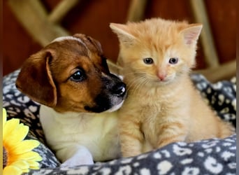Jack Russell Terrier