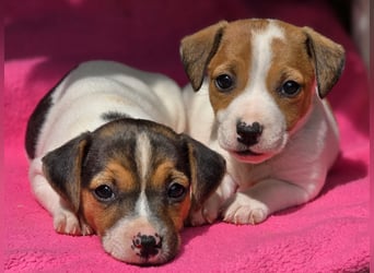 Jack Russell Terrier