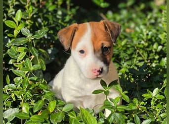 Jack Russell Terrier