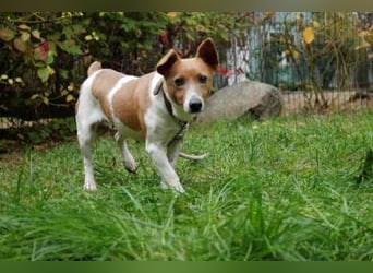 Toffee, Jack Russel Terrier, geb. 2021, liebevolle und anhängliche Familienhündin