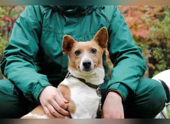 Toffee, Jack Russel Terrier, geb. 2021, liebevolle und anhängliche Familienhündin