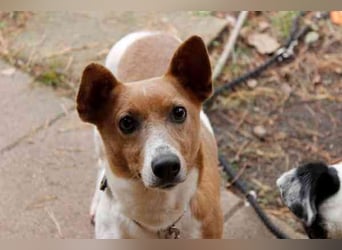 Toffee, Jack Russel Terrier, geb. 2021, liebevolle und anhängliche Familienhündin