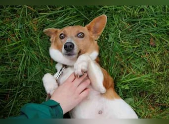 Toffee, Jack Russel Terrier, geb. 2021, liebevolle und anhängliche Familienhündin