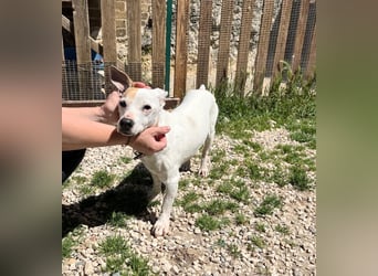 Zoe, die kleine Jack Russell-Dame sucht ihren wohlverdienten Lebensabend