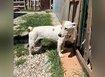 Zoe, die kleine Jack Russell-Dame sucht ihren wohlverdienten Lebensabend