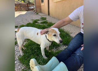 Zoe, die kleine Jack Russell-Dame sucht ihren wohlverdienten Lebensabend