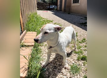 Zoe, die kleine Jack Russell-Dame sucht ihren wohlverdienten Lebensabend