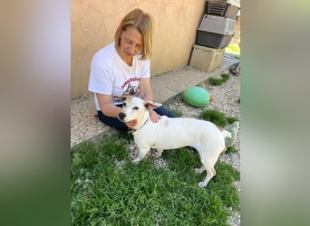 Zoe, die kleine Jack Russell-Dame sucht ihren wohlverdienten Lebensabend