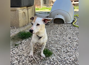 Zoe, die kleine Jack Russell-Dame sucht ihren wohlverdienten Lebensabend