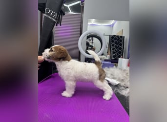 Samica Jack Russell Terrier (rzędowowłosa) z dokumentami FCI szuka odpowiedniego domu