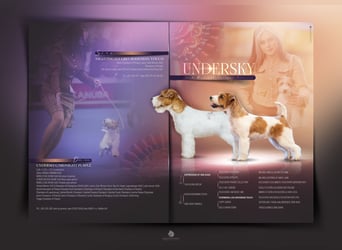 Samica Jack Russell Terrier (rzędowowłosa) z dokumentami FCI szuka odpowiedniego domu