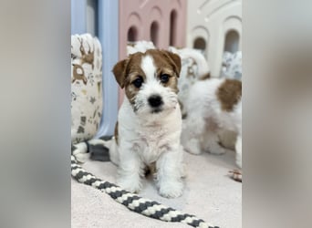 Samica Jack Russell Terrier (rzędowowłosa) z dokumentami FCI szuka odpowiedniego domu