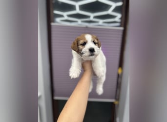 Samica Jack Russell Terrier (rzędowowłosa) z dokumentami FCI szuka odpowiedniego domu