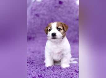Samica Jack Russell Terrier (rzędowowłosa) z dokumentami FCI szuka odpowiedniego domu