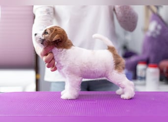 Samica Jack Russell Terrier (rzędowowłosa) z dokumentami FCI szuka odpowiedniego domu