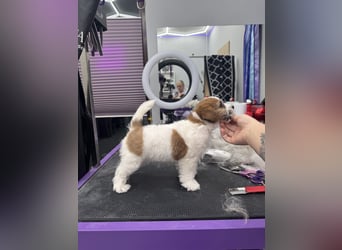 Samica Jack Russell Terrier (rzędowowłosa) z dokumentami FCI szuka odpowiedniego domu