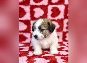 Samica Jack Russell Terrier (rzędowowłosa) z dokumentami FCI szuka odpowiedniego domu