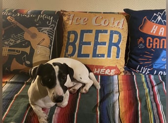 Intelligenter und verspielter Jack Russell Terrier – Deckrüde verfügbar