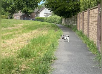 Intelligenter und verspielter Jack Russell Terrier – Deckrüde verfügbar