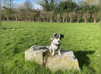 Intelligenter und verspielter Jack Russell Terrier – Deckrüde verfügbar