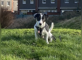 Intelligenter und verspielter Jack Russell Terrier – Deckrüde verfügbar